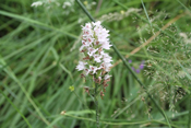 Taynish Nature Reserve